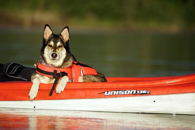 Taking a Dog in a Kayak
