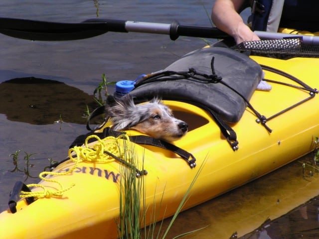 Dog in a Kayak