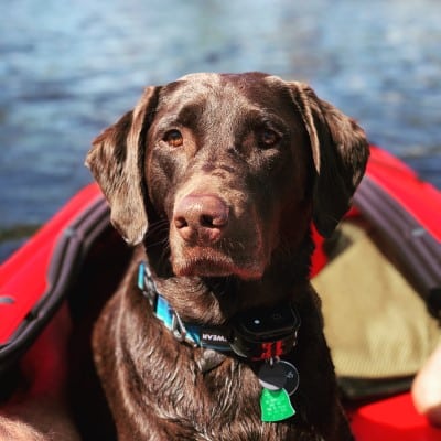 Kayaking with a Dog