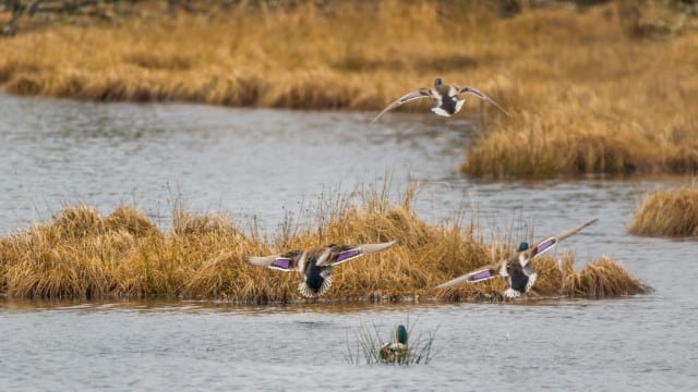 Why Use a Kayak for Duck Hunting?